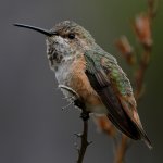 Hummer21.jpg