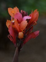 Canna.jpg