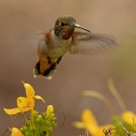 Hummer5.jpg