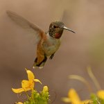 Hummer6.jpg