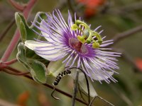 Passiflora.jpg