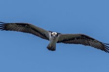 DVWP-Osprey-1.jpg