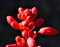 _ROY3995_00001.jpg