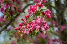 DSC_8417.jpg