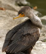 Cormorant.jpg