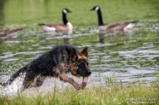 _NIK0749 low res.jpg