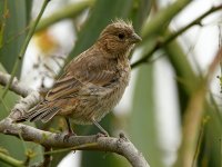 Finch.jpg