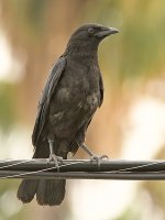 Crow.jpg