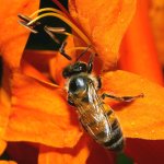 Bee6.jpg