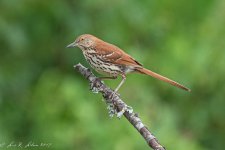 20190604-_LRL7974.jpg
