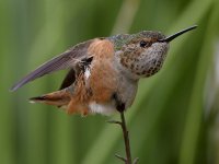 Hummer9.jpg
