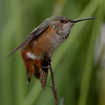 Hummer12.jpg