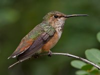 Hummer23.jpg
