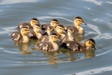 Ducklings-405.jpg