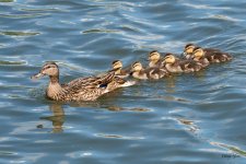 Ducklings-406.jpg