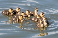 Ducklings-407.jpg