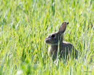 BunnyGrass-400.jpg