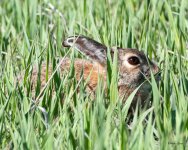 BunnyGrass-401.jpg