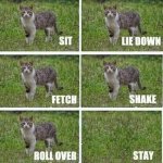 sit.jpg
