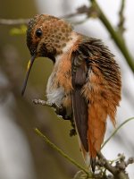 Hummer37.jpg