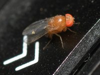Fly2.jpg