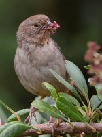 Towhee.jpg