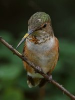Hummer4.jpg