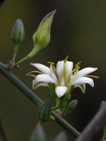 Yucca.jpg