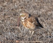 BurrowingOwl-405.jpg