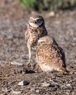 BurrowingOwl-406.jpg