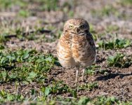 BurrowingOwl-407.jpg