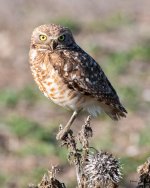 BurrowingOwl-408.jpg