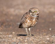 BurrowingOwl-410.jpg