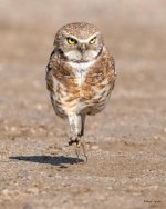BurrowingOwl-411.jpg