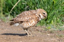 BurrowingOwl-412.jpg