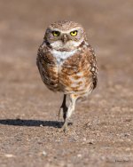 BurrowingOwl-413.jpg
