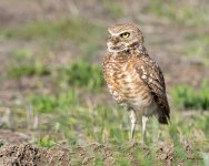 BurrowingOwl-414.jpg
