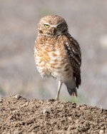 BurrowingOwl-415.jpg