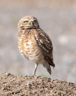 BurrowingOwl-416.jpg
