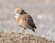 BurrowingOwl-417.jpg
