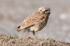 BurrowingOwl-418.jpg
