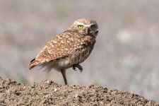 BurrowingOwl-419.jpg