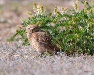 BurrowingOwl-420.jpg