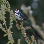 Whydah2.jpg