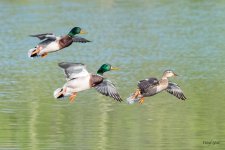 MallardFlight-425.jpg