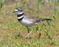 Killdeer-405.jpg