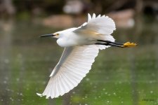 SnowyFlight-410.jpg