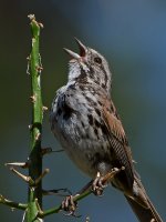 Sparrow2.jpg