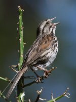 Sparrow4.jpg