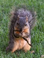 Squirrel2.jpg